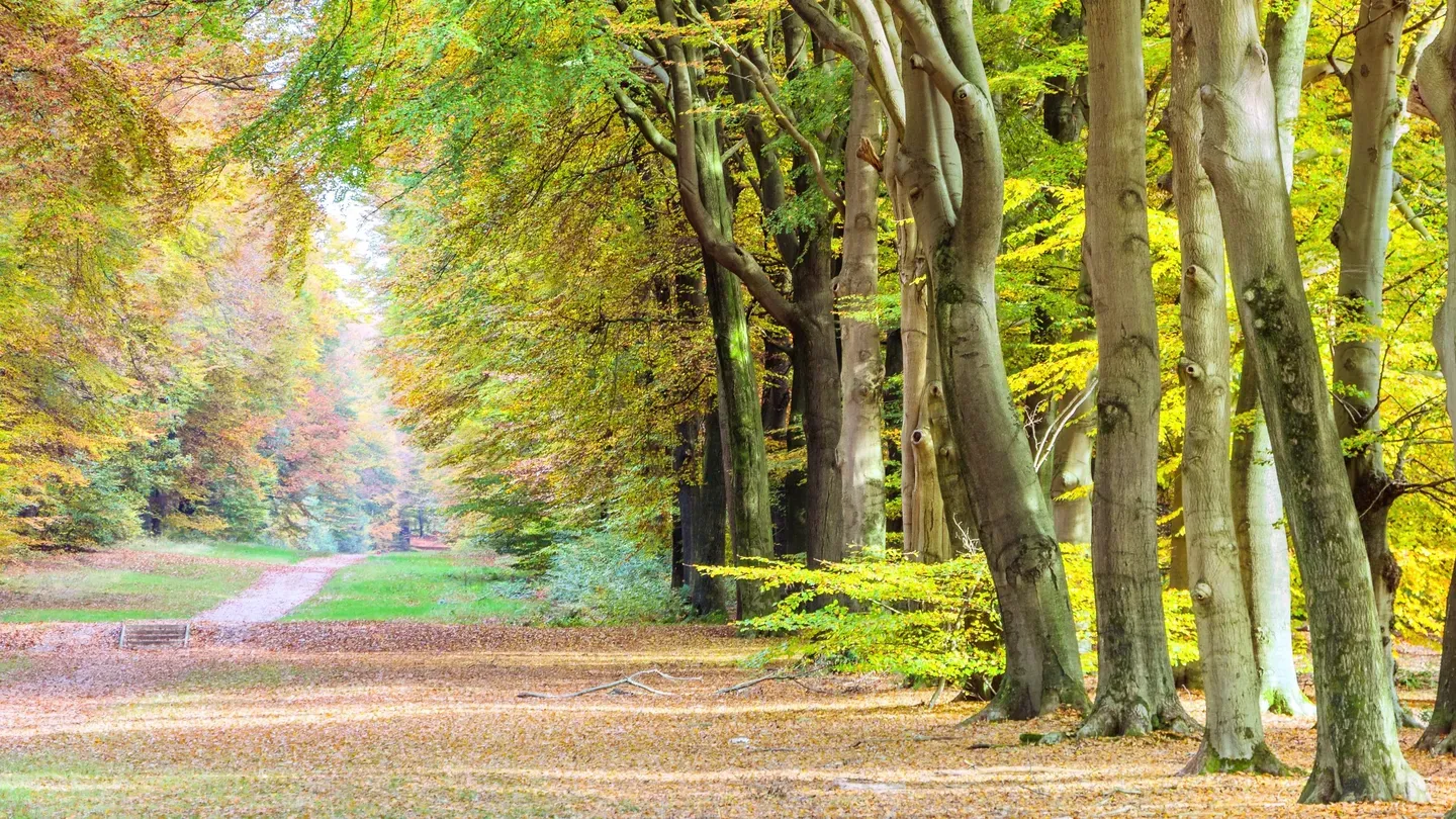 荷兰高费吕韦国家森林公园(梵高森林)交通及旅游攻略 荷兰高费吕韦国家森林公园(梵高森林)交通及旅游攻略