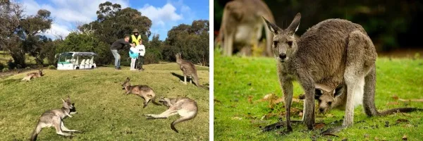 [墨尔本周边]大洋路自驾路线行程及旅游攻略