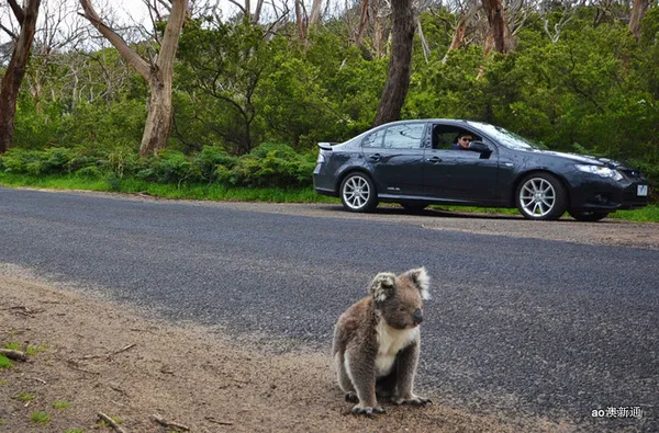 [墨尔本周边]大洋路自驾路线行程及旅游攻略