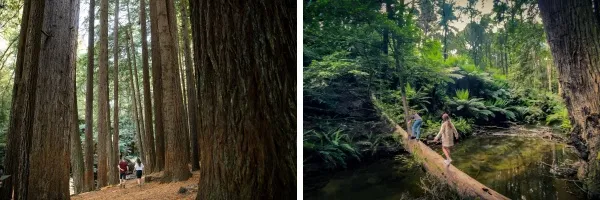 [墨尔本周边]大洋路自驾路线行程及旅游攻略