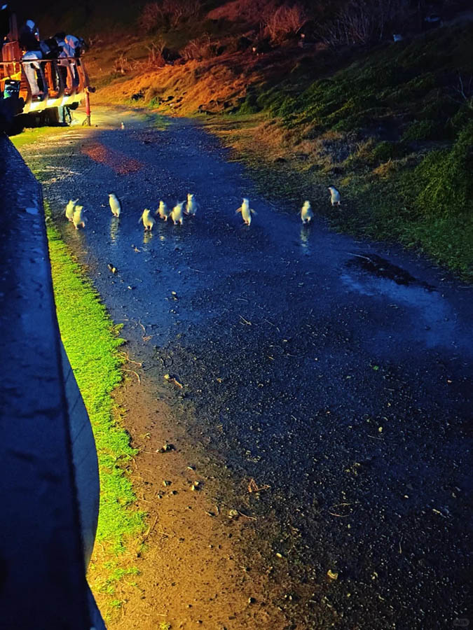 [墨尔本周边] 企鹅岛菲利普岛旅游攻略