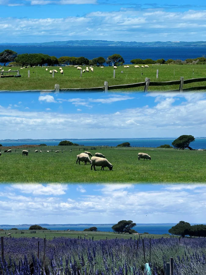 [墨尔本周边] 企鹅岛菲利普岛旅游攻略