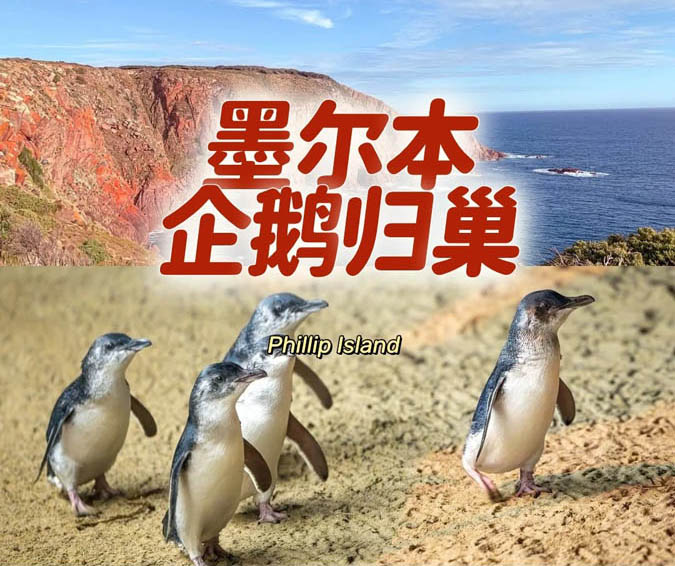 [墨尔本周边] 菲利普岛观看企鹅归巢详细攻略及购票指南：手把手教你看憨态小企鹅