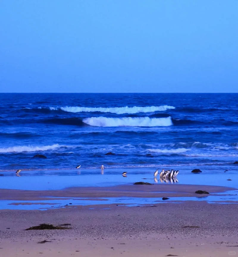[墨尔本周边] 菲利普岛观看企鹅归巢详细攻略及购票指南：手把手教你看憨态小企鹅