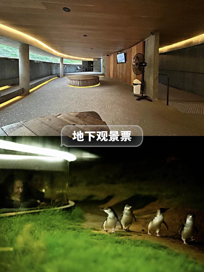 [墨尔本周边] 菲利普岛观看企鹅归巢详细攻略及购票指南：手把手教你看憨态小企鹅