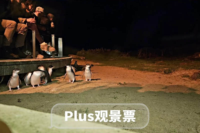 [墨尔本周边] 菲利普岛观看企鹅归巢详细攻略及购票指南：手把手教你看憨态小企鹅