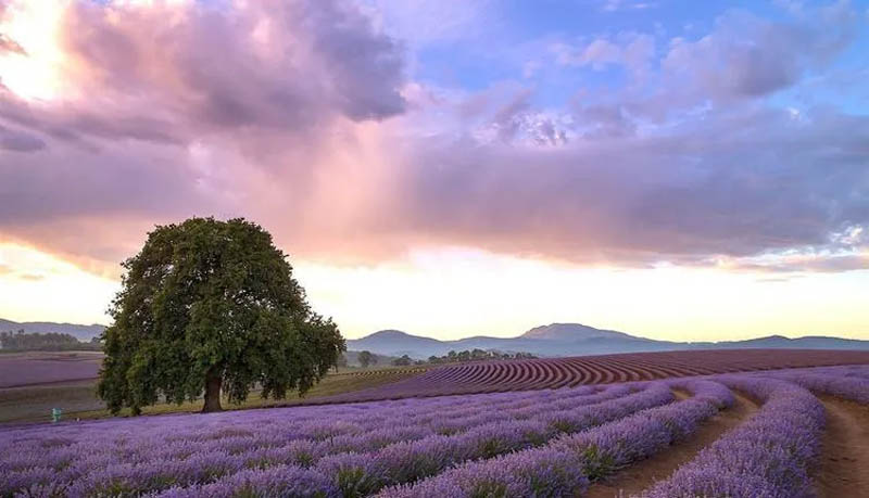 [墨尔本周边] 墨尔本薰衣草地图：5大薰衣草庄园攻略