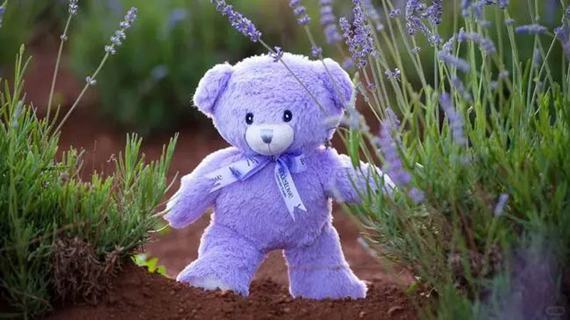 墨尔本周边一日游：墨尔本薰衣草地图，5大薰衣草庄园完全攻略