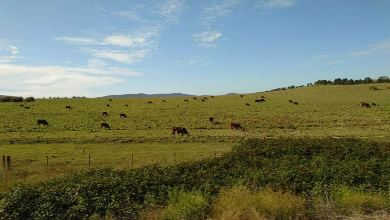 悉尼到堪培拉交通攻略：巴士、火车、飞机怎么选？